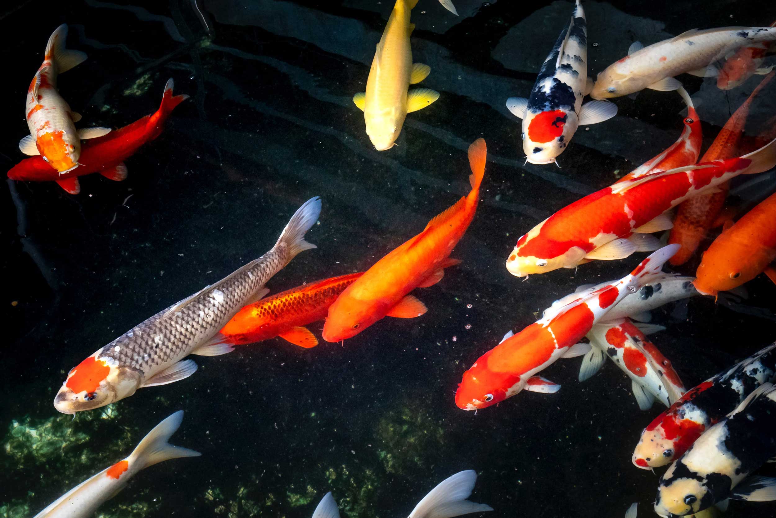 Shop Koi and Pond Services